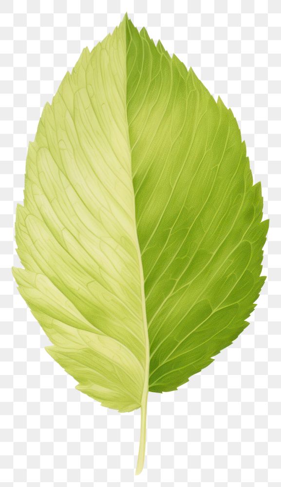 PNG Leaf. AI generated Image by rawpixel.