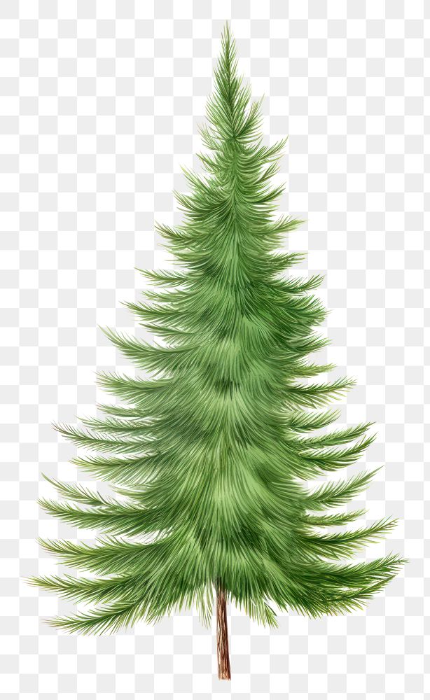 PNG Artificial christmas tree plant pine leaf. AI generated Image by rawpixel.
