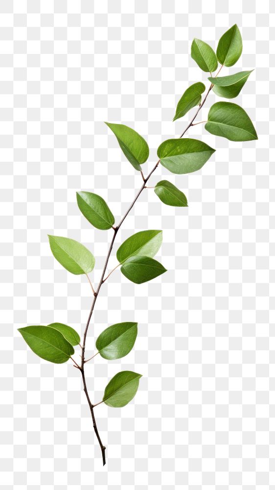PNG  Branch plant herbs leaf