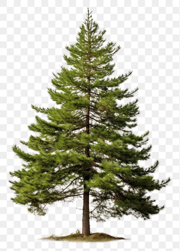 PNG Plant tree pine fir. AI generated Image by rawpixel.