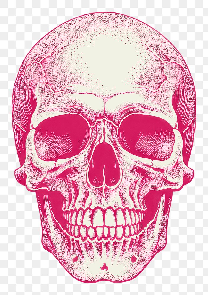 PNG Skull biology anatomy drawing. AI generated Image by rawpixel.