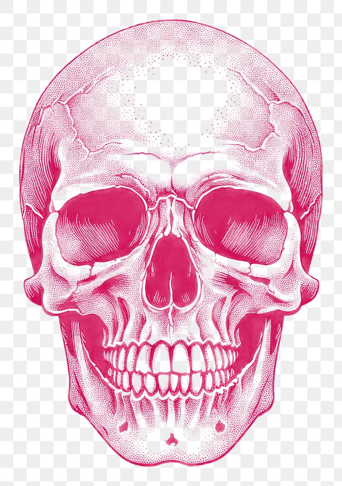 PNG Skull photography creativity portrait. AI generated Image by rawpixel.