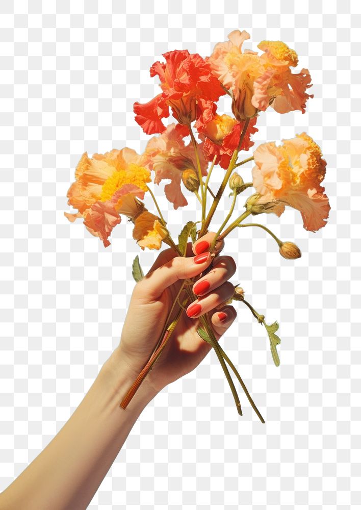PNG Hand holding flowers finger plant petal. AI generated Image by rawpixel.