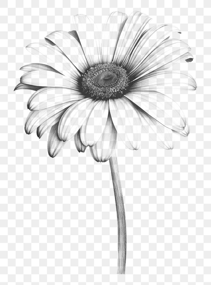 PNG Daisy flower drawing sketch plant. AI generated Image by rawpixel.