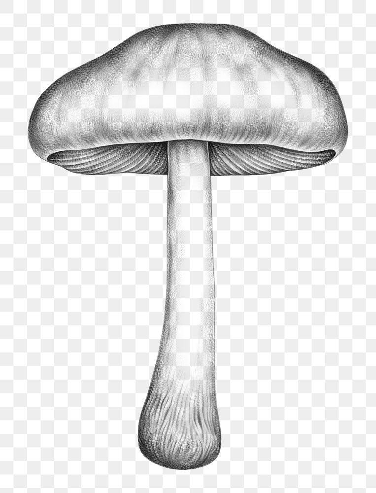 PNG Mushroom drawing sketch fungus