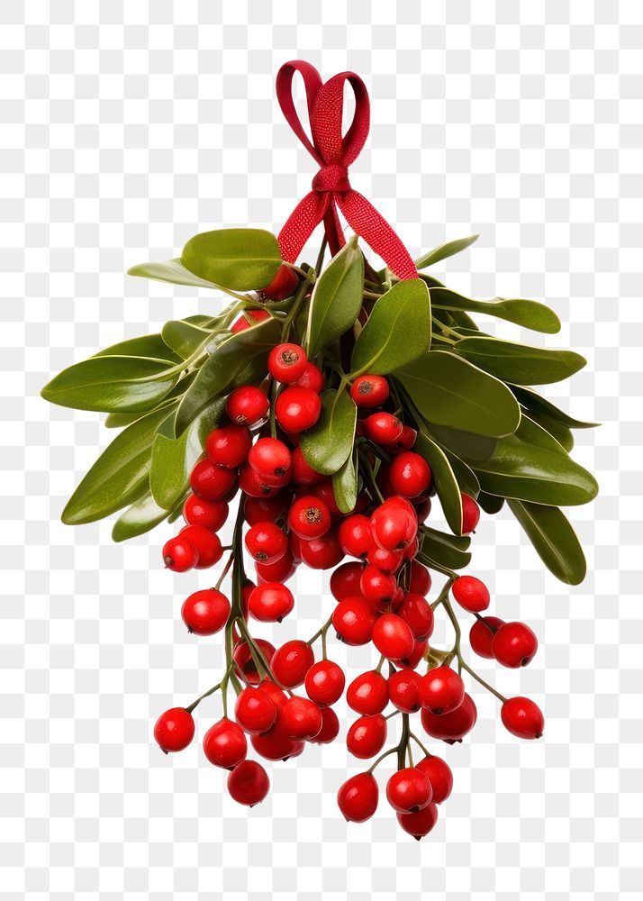 PNG  Plant christmas hanging holiday