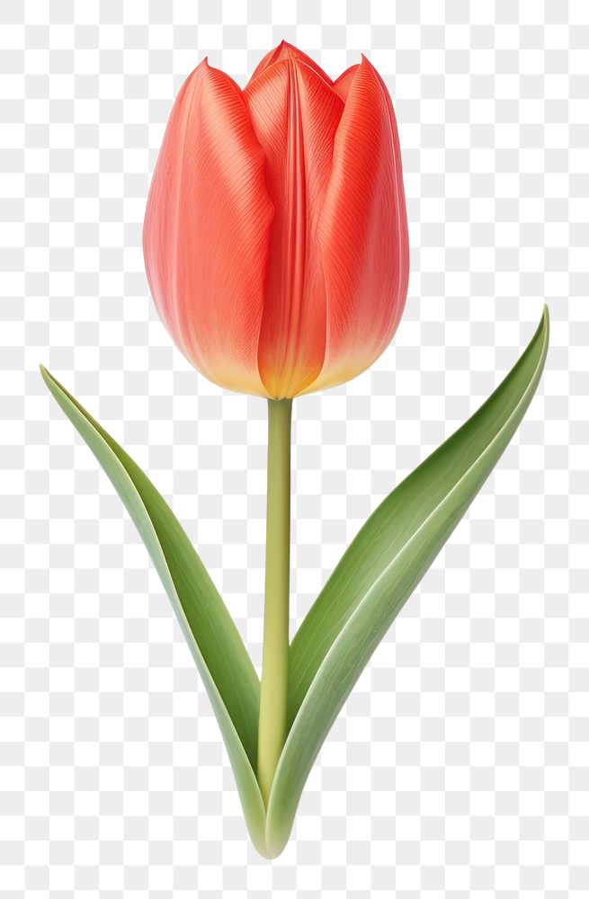 PNG  Tulip flower plant white background. AI generated Image by rawpixel.