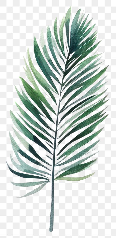 PNG  Jungle plant green leaf. 