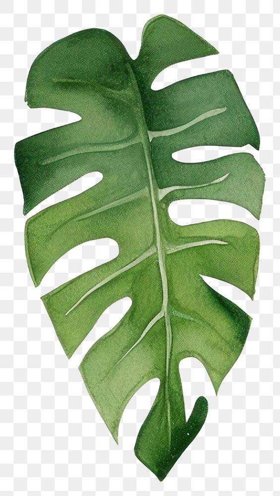 PNG  Jungle plant leaf nature. 