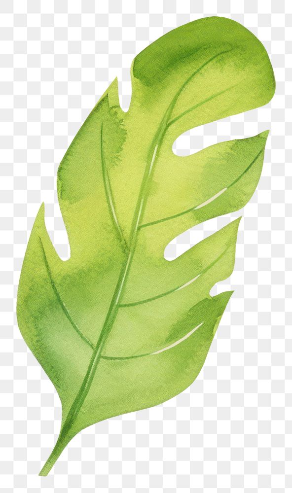 PNG  Jungle plant leaf nature. AI generated Image by rawpixel.