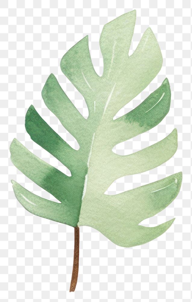 PNG  Jungle plant leaf nature. AI generated Image by rawpixel.