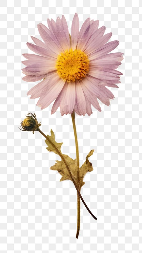 PNG Real Pressed a aster flowers blossom petal plant. AI generated Image by rawpixel.
