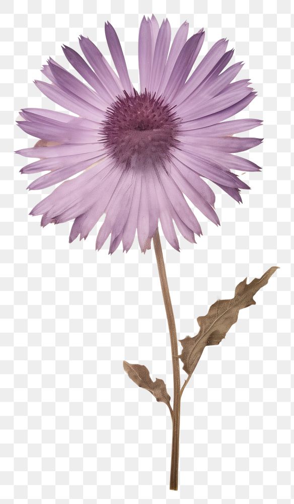 PNG Real Pressed a four Purple Beauty Aster flower purple petal. 