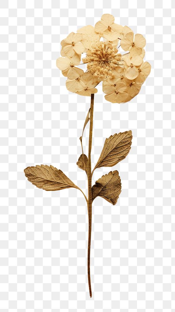 PNG Real pressed a single white Lantana flower plant leaf art