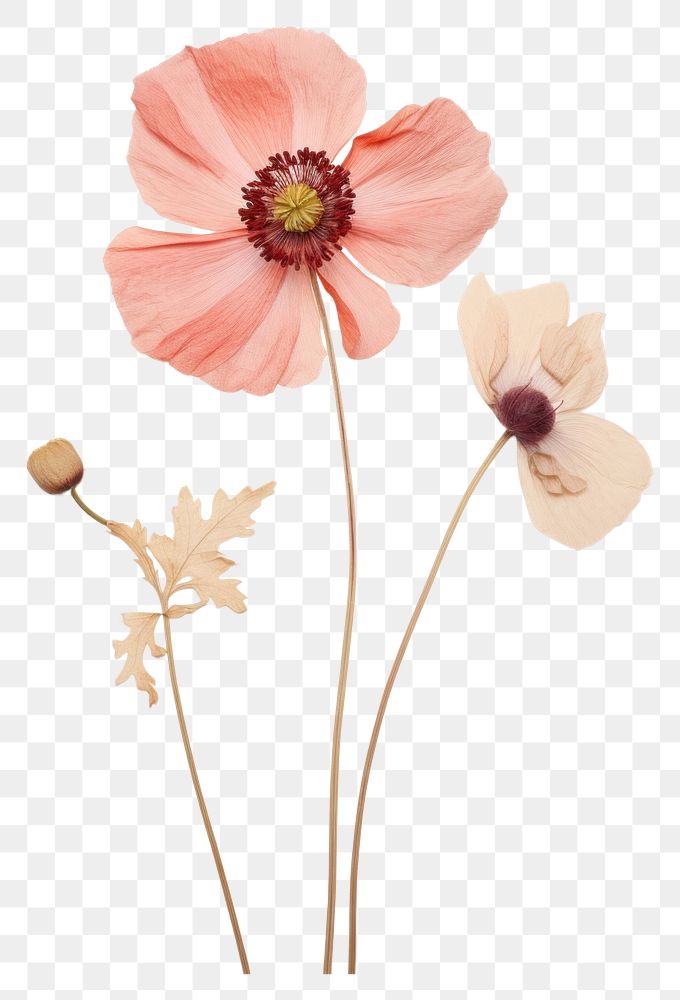 PNG Real Pressed a single anemone flowers petal plant poppy. .