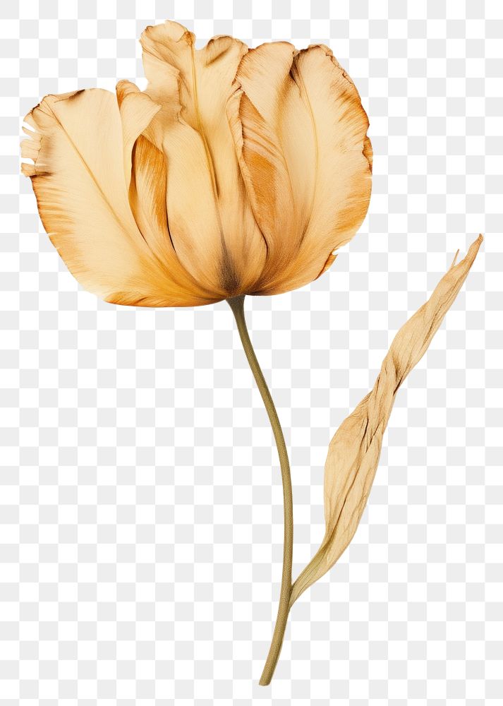 PNG Real pressed a single tulip flower petal plant. AI generated Image by rawpixel.