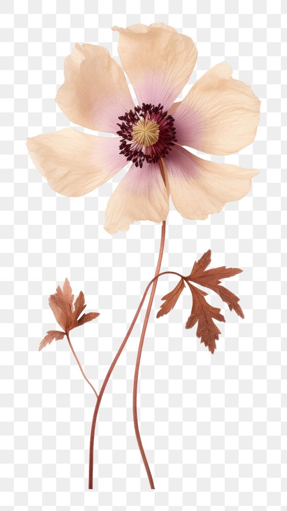 PNG Real Pressed a single anemone flowers blossom petal plant. AI generated Image by rawpixel.