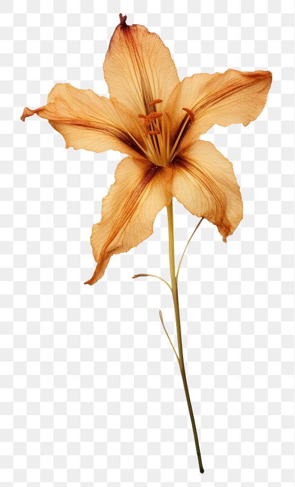 PNG Real pressed a single Daylily plant flower petal paper. AI generated Image by rawpixel.
