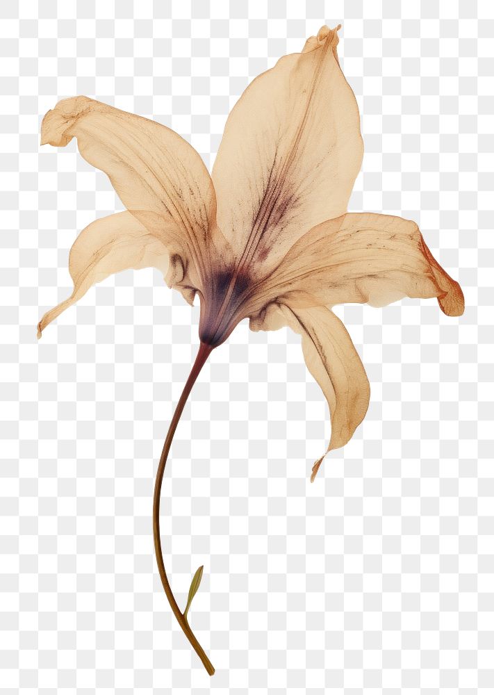 PNG Real pressed a single lily plant flower petal art. .