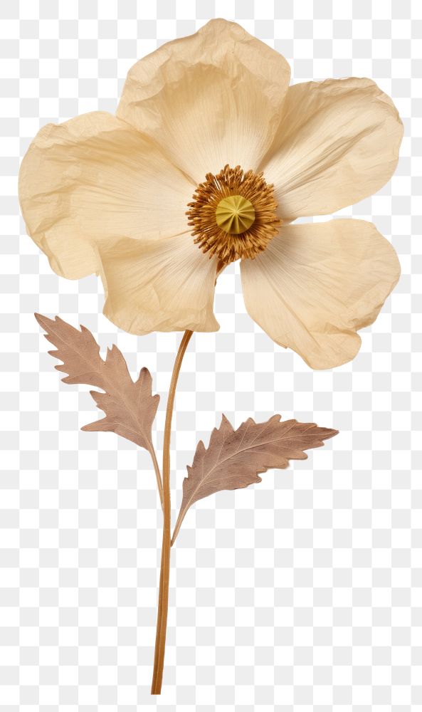 PNG Real Pressed a single anemone flower petal plant inflorescence. AI generated Image by rawpixel.