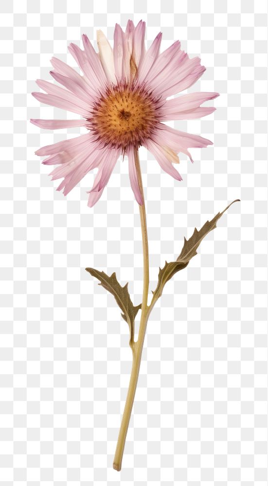 PNG Real Pressed a single aster flower petal plant daisy. 