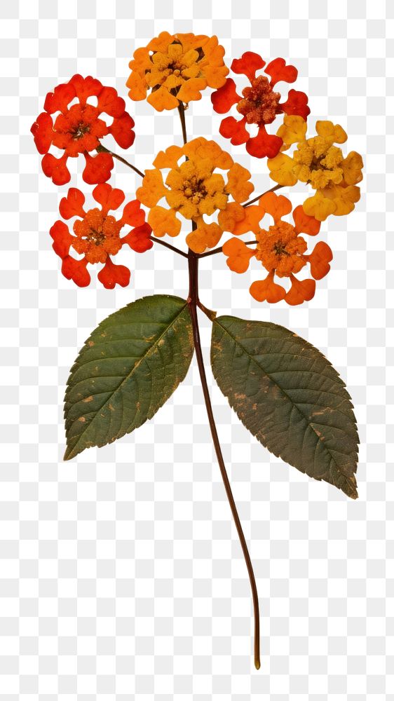 PNG Real pressed a single colorful Lantana flower plant petal leaf. 