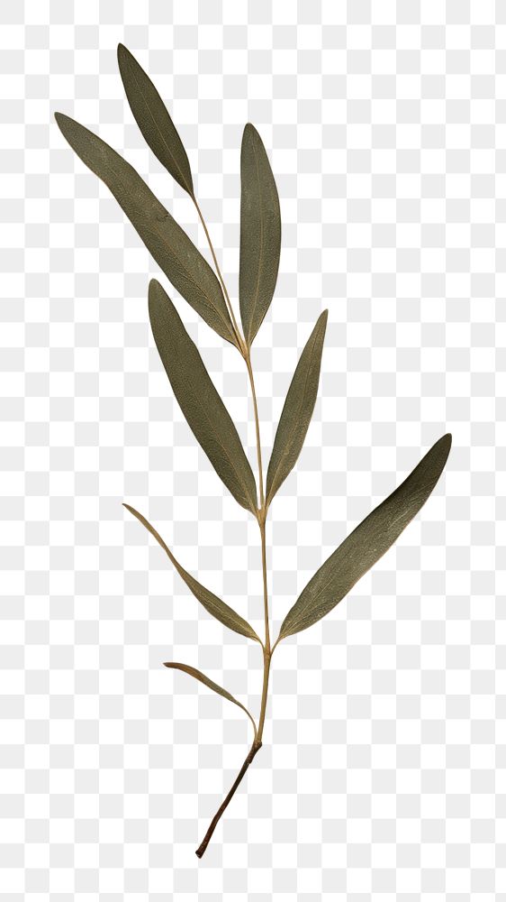 PNG Real pressed a single olive leaf herbs flower plant. 
