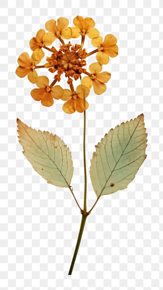PNG Real pressed a single Lantana flower plant petal leaf. 
