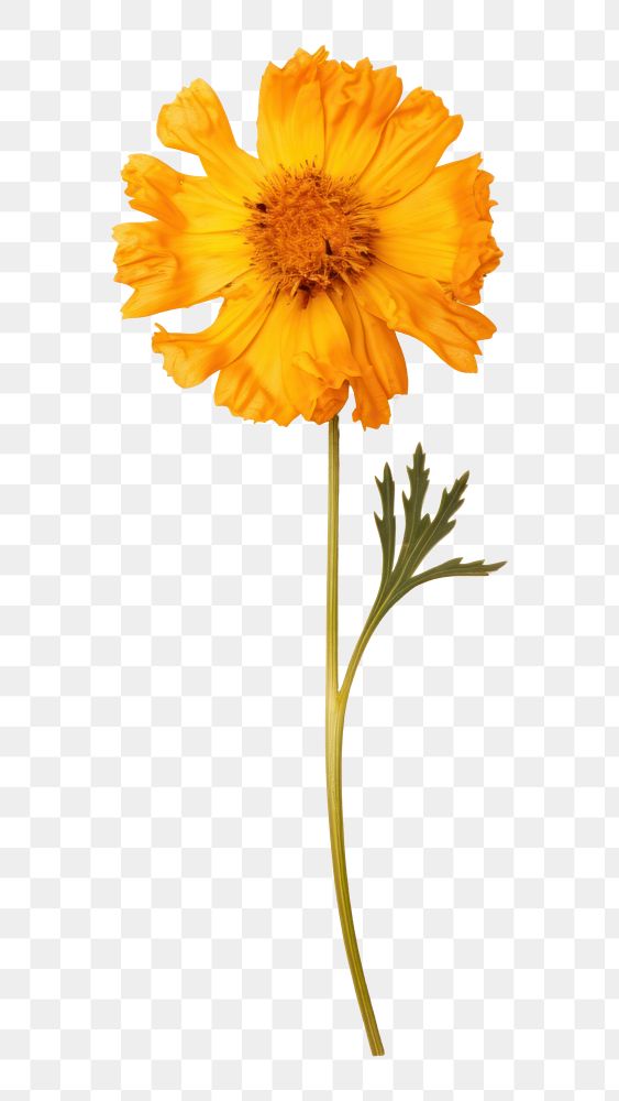 PNG Real pressed a single minimal Marigold flower sunflower petal. 