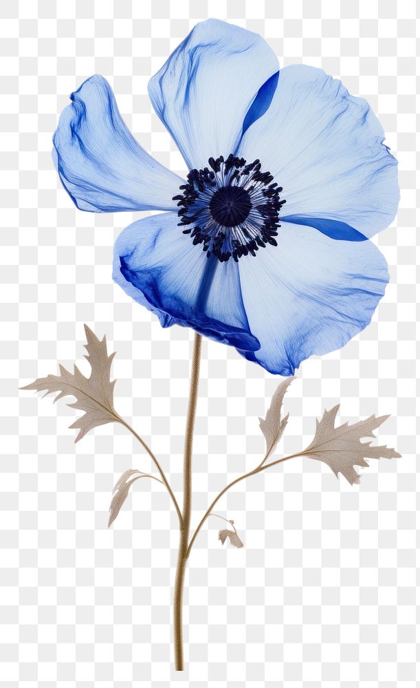 PNG Real Pressed a single blue anemone flowers plant inflorescence asteraceae. AI generated Image by rawpixel.