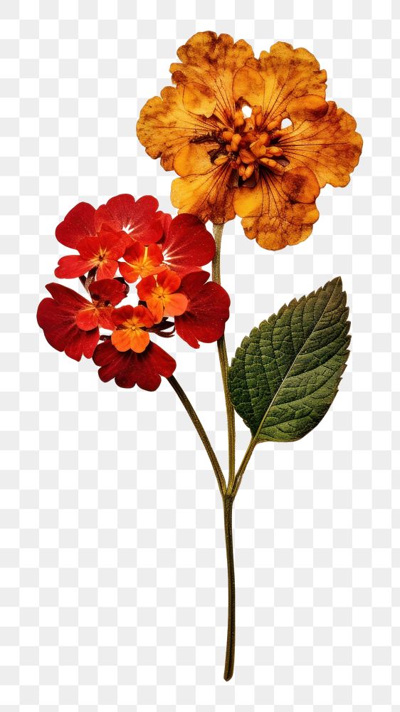 PNG Real pressed a single colorful Lantana flower petal plant paper. AI generated Image by rawpixel.