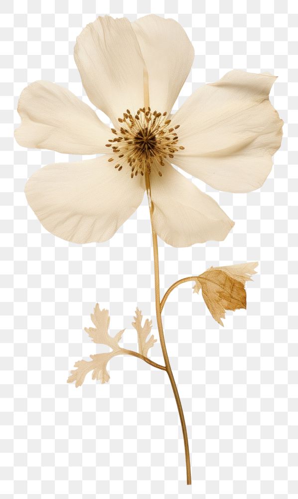 PNG Real Pressed a single anemone flower blossom petal plant. AI generated Image by rawpixel.