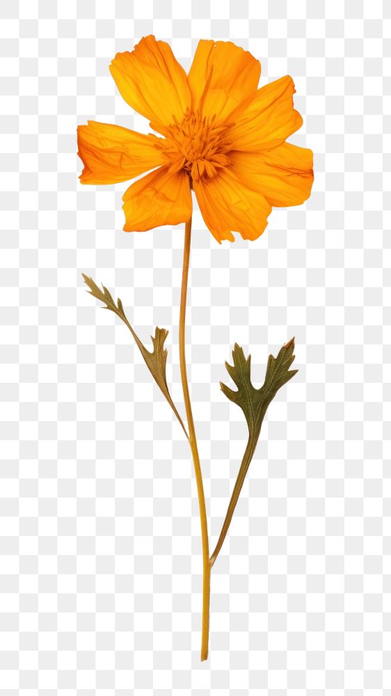 PNG Real pressed a single minimal Marigold flower petal plant inflorescence. AI generated Image by rawpixel.
