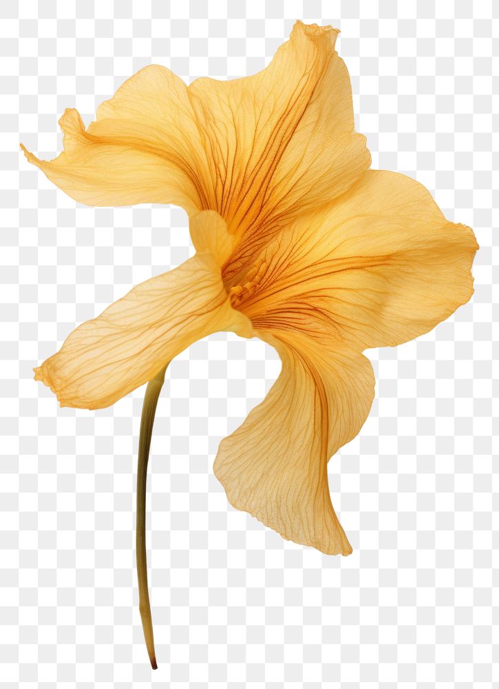 PNG Real pressed a single Daylily flower petal plant inflorescence. 