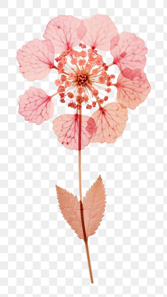 PNG Real pressed a single pink Lantana flower petal plant leaf. 