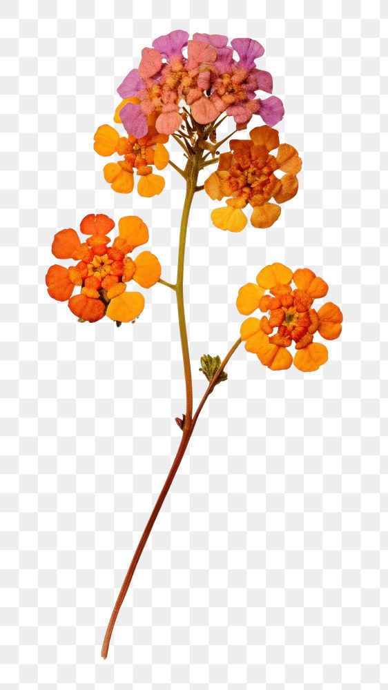 PNG Real pressed a single colorful Lantana flower petal plant art. .
