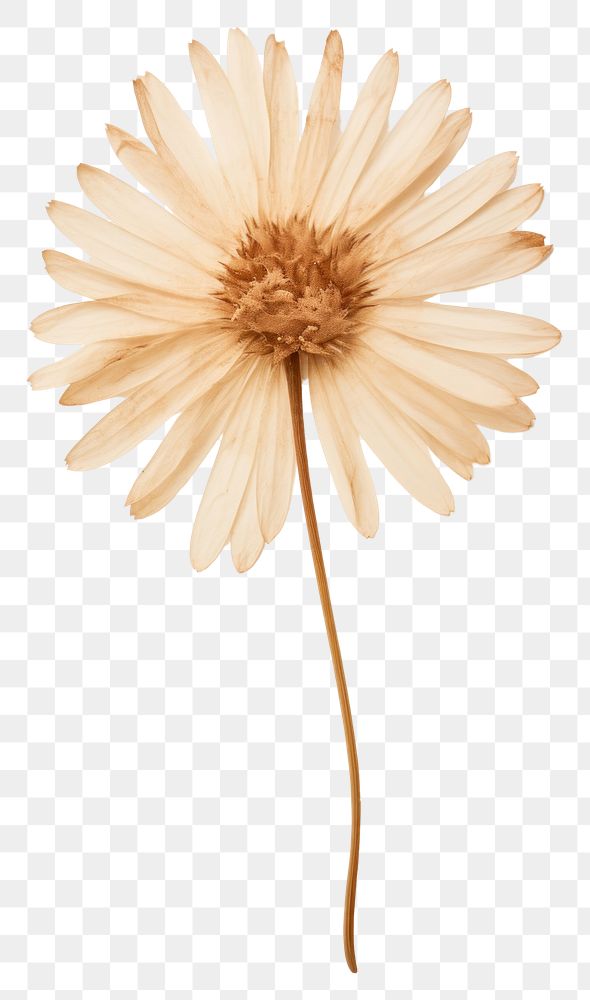 PNG Real Pressed a single aster flower petal plant daisy. AI generated Image by rawpixel.