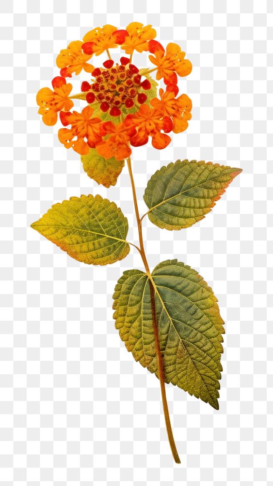 PNG Real pressed a single colorful Lantana flower lantana plant petal. AI generated Image by rawpixel.