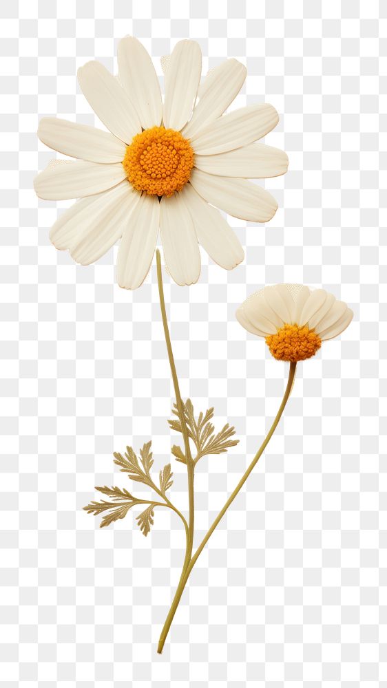 PNG Real pressed a single minimal Feverfew flower daisy petal