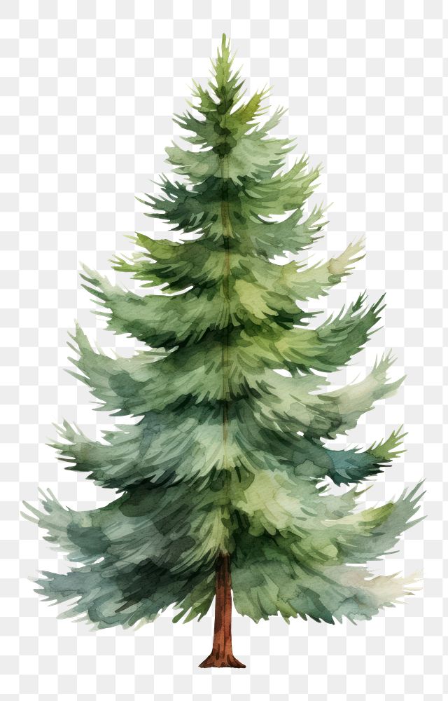 PNG Christmas pine tree plant fir decoration
