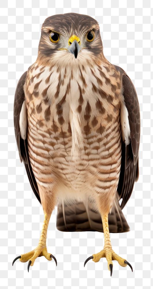 Buzzard animal bird accipiter. AI generated Image by rawpixel.