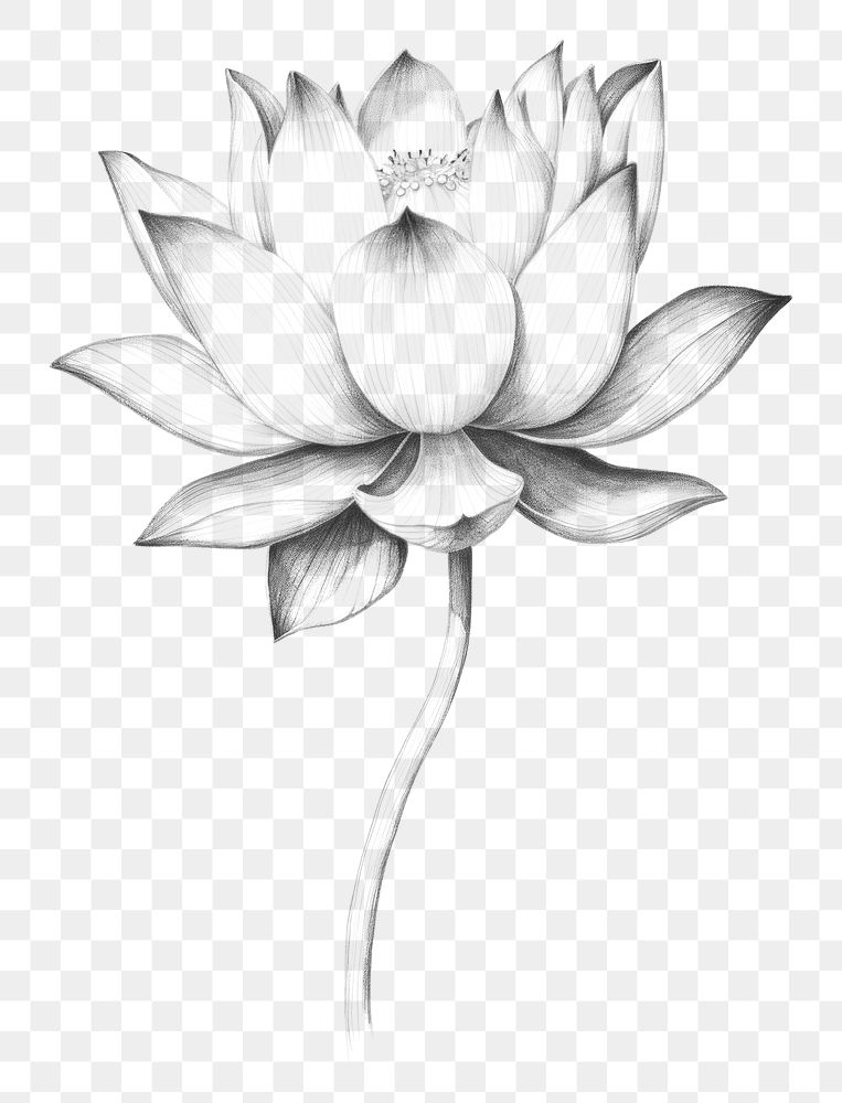 PNG Lotus drawing sketch flower. AI generated Image by rawpixel.