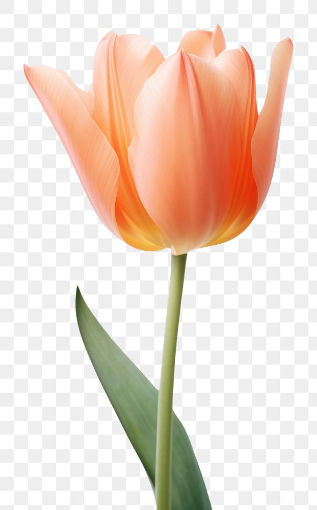 PNG Orange Ballerina Tulip tulip flower petal. AI generated Image by rawpixel.