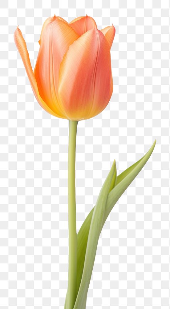 PNG Orange Ballerina Tulip tulip flower plant. AI generated Image by rawpixel.