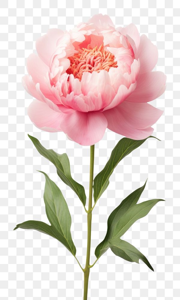 PNG Peony blossom flower plant. AI generated Image by rawpixel.