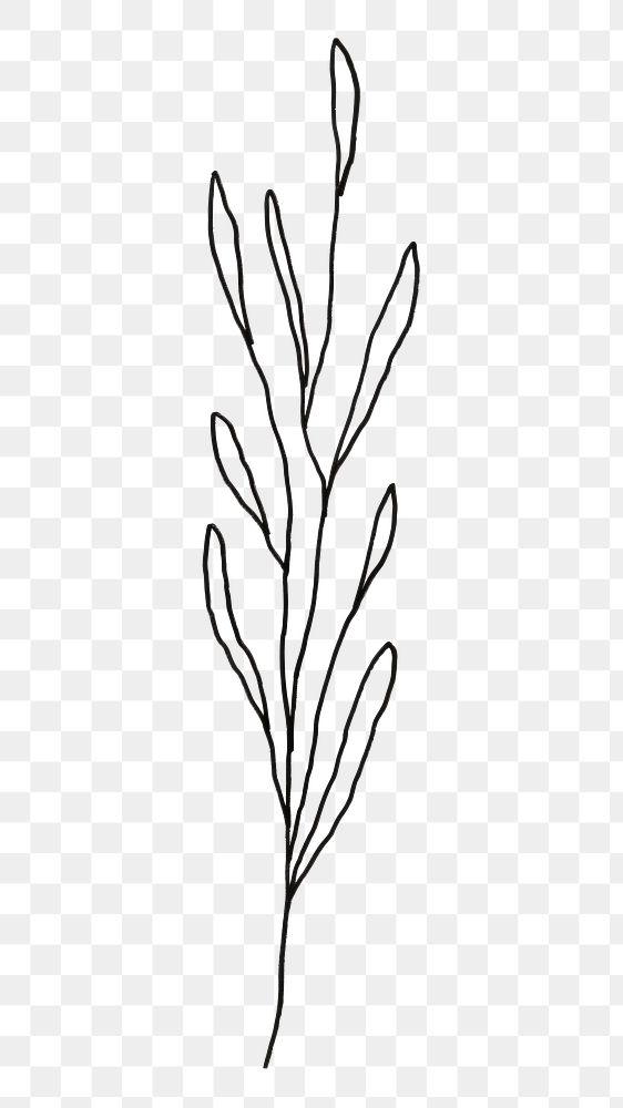PNG  Herb drawing sketch plant. AI generated Image by rawpixel.