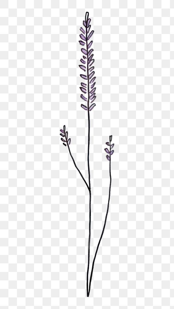 PNG  Lavandula drawing flower plant. AI generated Image by rawpixel.