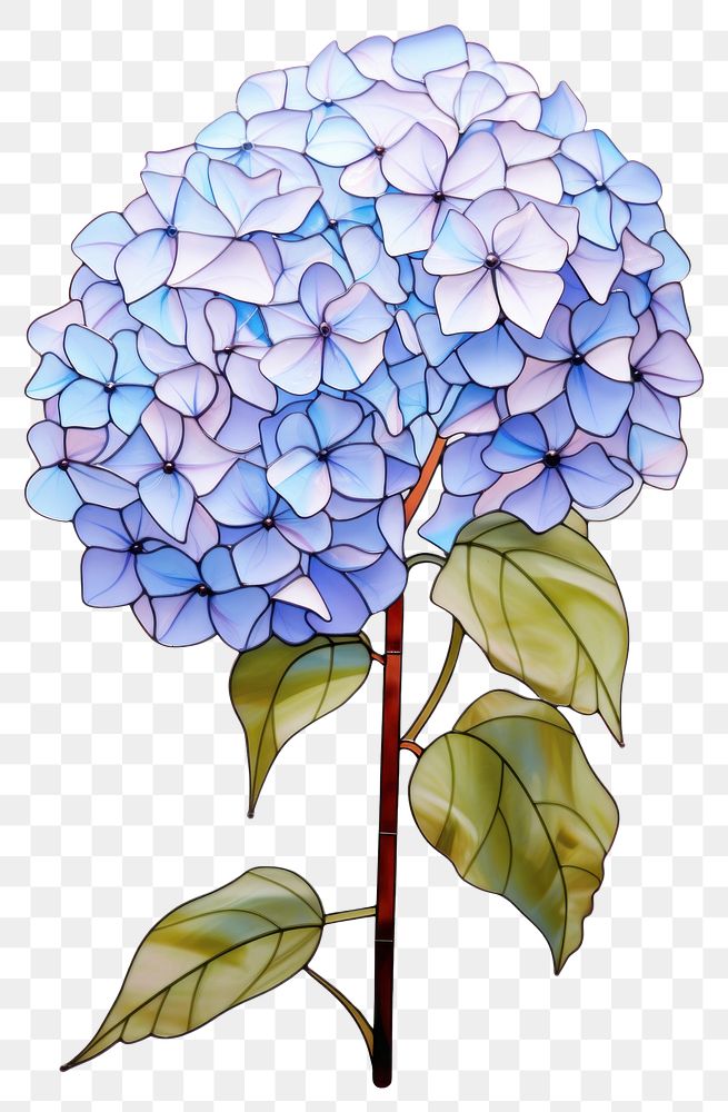 PNG  Glass Hydrangea art hydrangea drawing. AI generated Image by rawpixel.