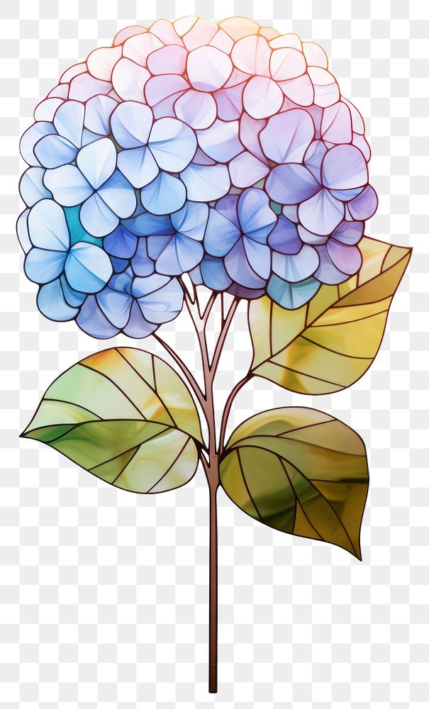 PNG  Glass Hydrangea hydrangea drawing flower. AI generated Image by rawpixel.