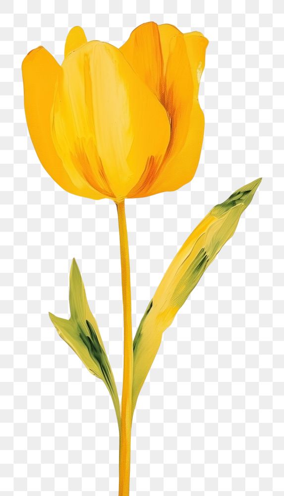 PNG  Tulip flower yellow petal. AI generated Image by rawpixel.